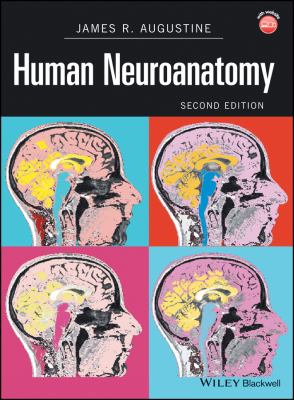 Human neuroanatomy