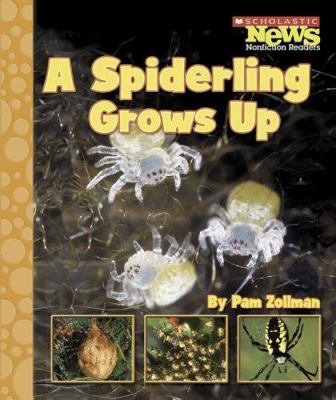A spiderling grows up