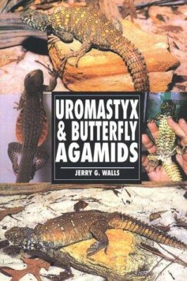 Uromastyx & butterfly agamids