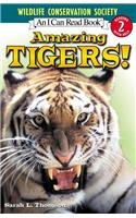 Amazing Tigers!