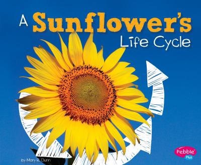 A sunflower's life cycle