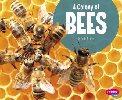 A colony of bees